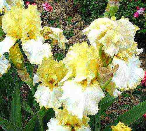 irises are the best varieties