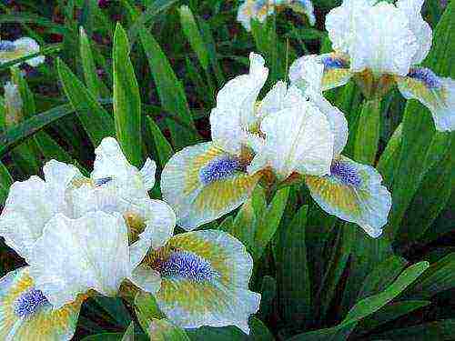 irises are the best varieties