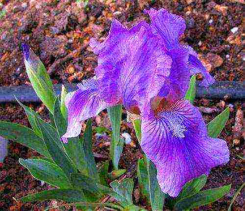 irises are the best varieties