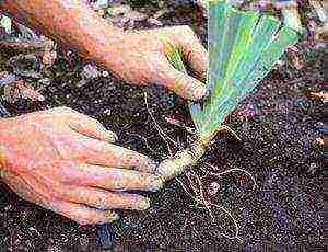 irises planting and care in the open field in the Urals