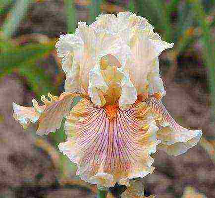 irises planting and care in the open field in the Urals