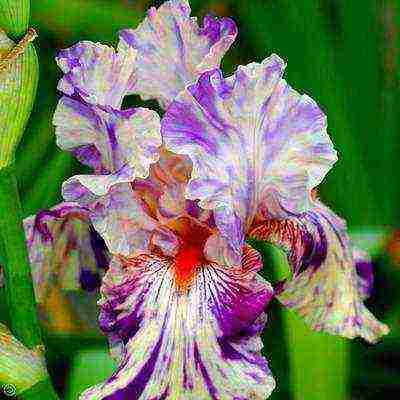 irises planting and care in the open field in the Urals