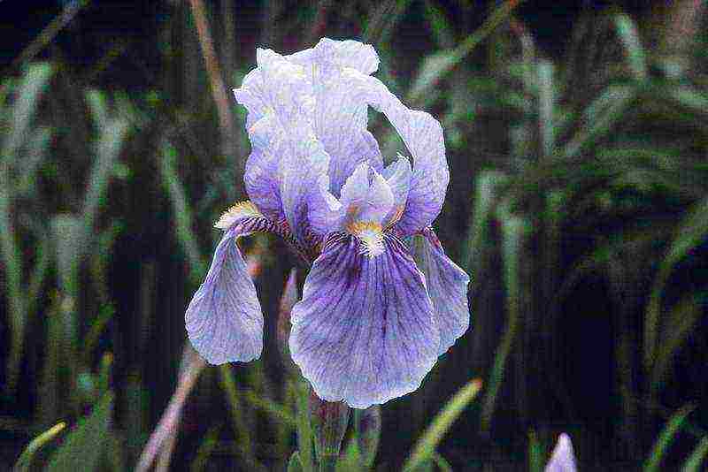 irises planting and care in the open field in the Urals