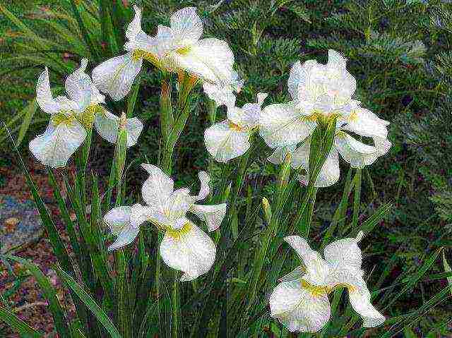 irises planting and care in the open field in the Urals