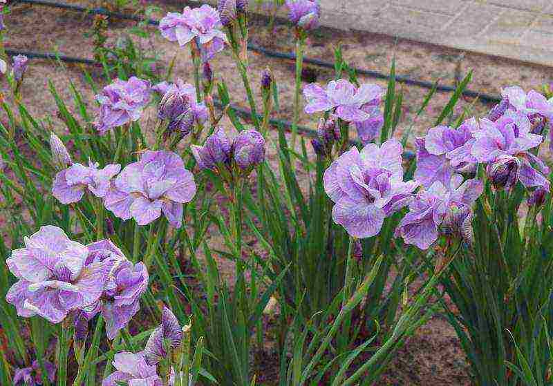 irises planting and care in the open field in the Urals