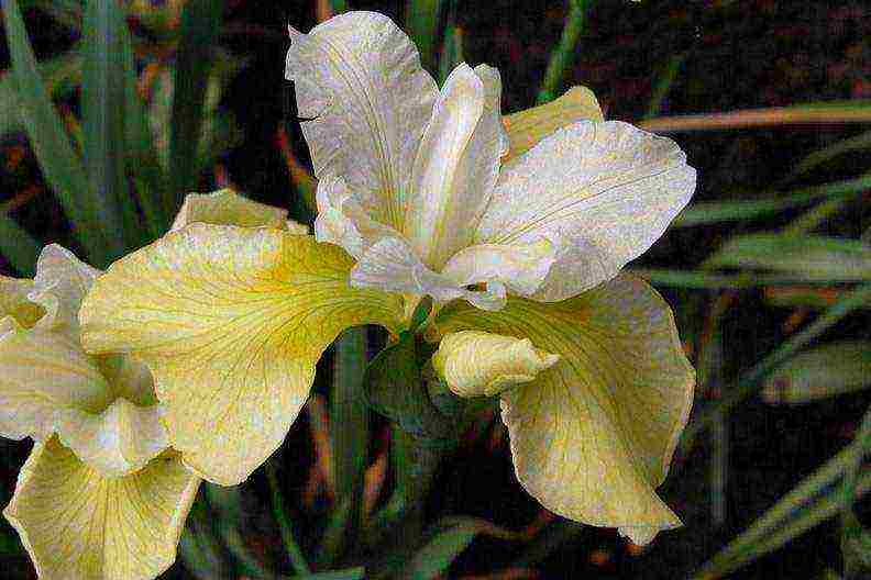 irises planting and care in the open field in the Urals