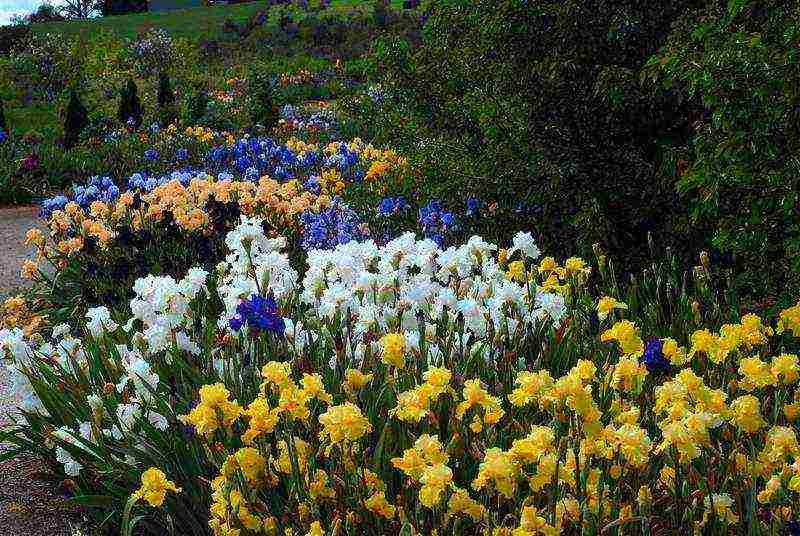 irises planting and care in the open field in the Urals