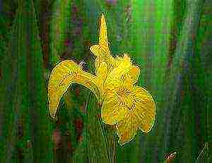 irises planting and care in the open field in the Urals