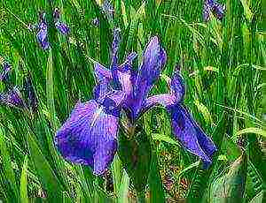 irises planting and care in the open field in the Urals