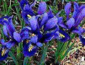 irises planting and care in the open field in the Urals