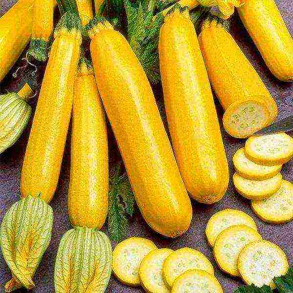 zucchini the best varieties