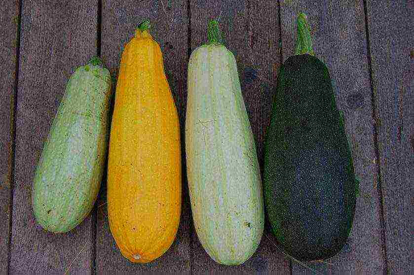 zucchini the best varieties