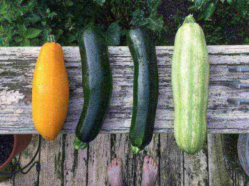 zucchini the best varieties