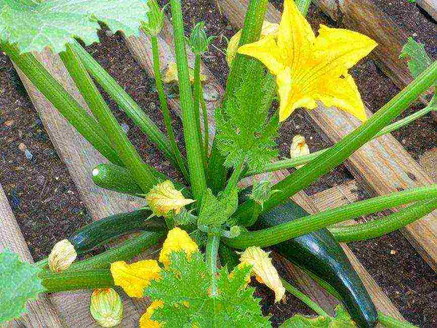 zucchini the best varieties