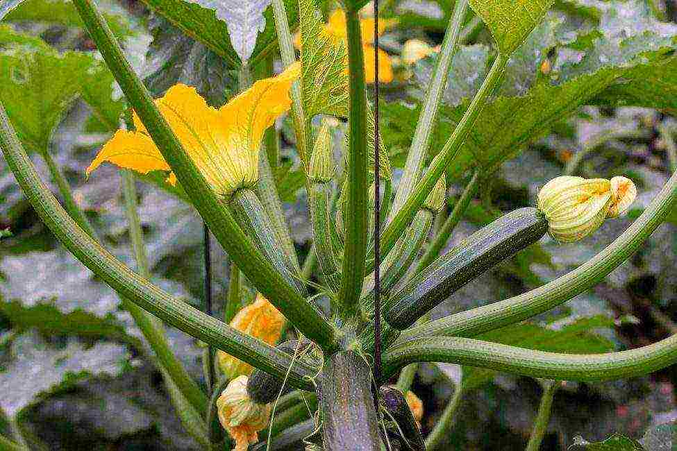 zucchini the best varieties