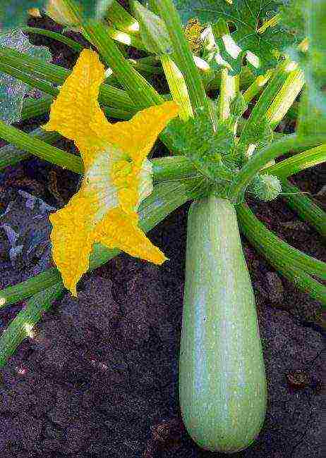 zucchini the best varieties