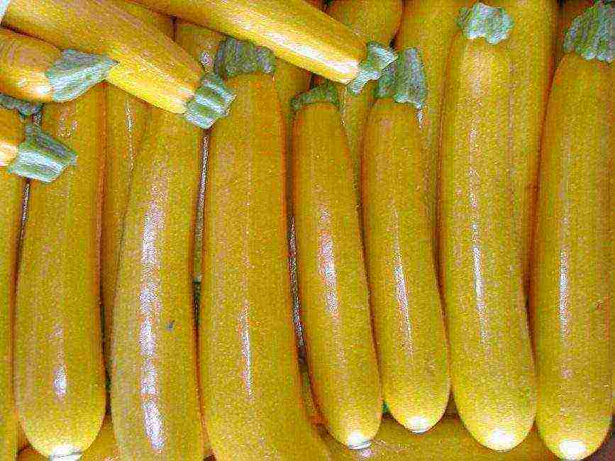 zucchini the best varieties