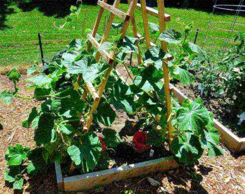 zucchini the best varieties