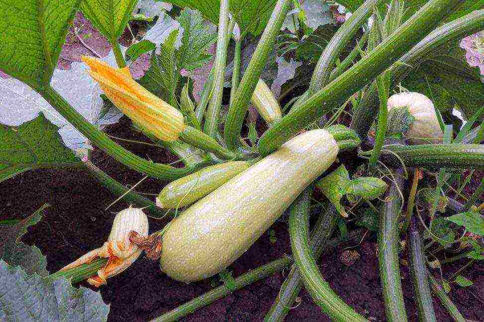 zucchini the best varieties