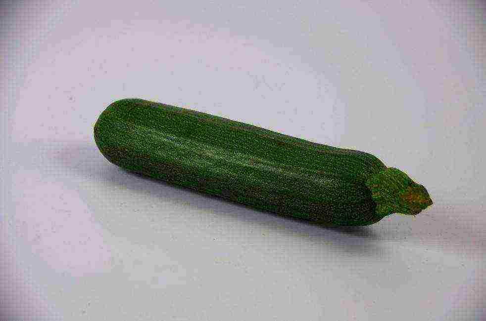 zucchini the best varieties