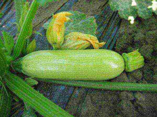zucchini the best varieties