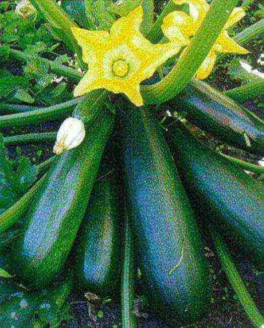 zucchini the best varieties