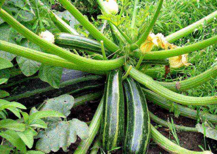 zucchini the best varieties