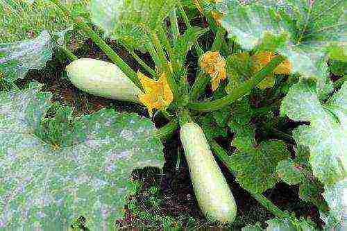 zucchini the best varieties