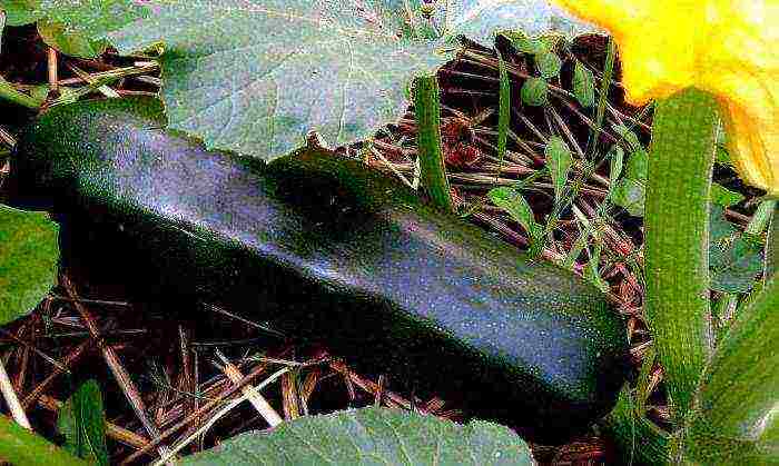 zucchini the best varieties