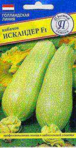 zucchini the best varieties