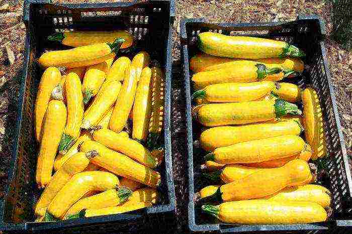 zucchini the best varieties