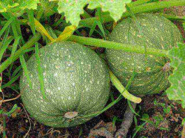 zucchini the best varieties