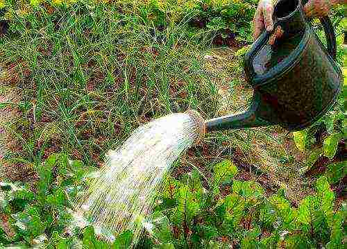 how often to water the beets after planting in the open field