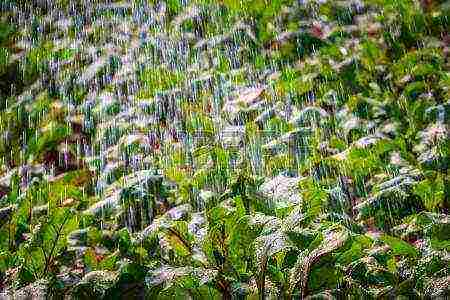 how often to water the beets after planting in the open field