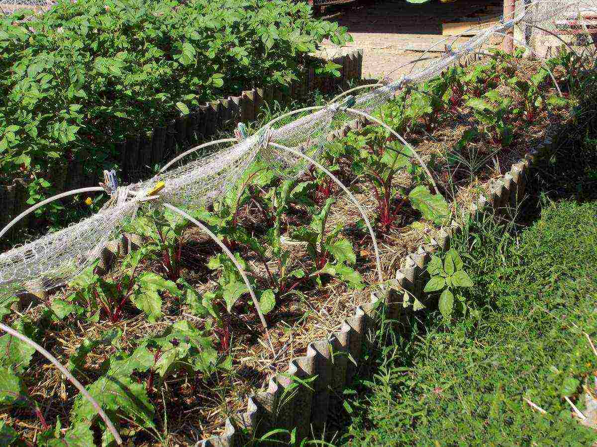 how often to water the beets after planting in the open field