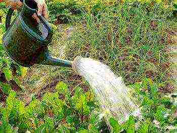 how often to water the beets after planting in the open field