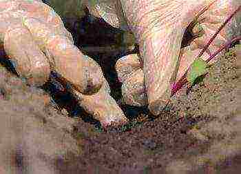 how often to water the beets after planting in the open field