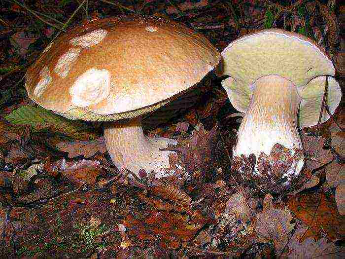 kung paano palaguin ang isang porcini kabute sa bahay sa bahay