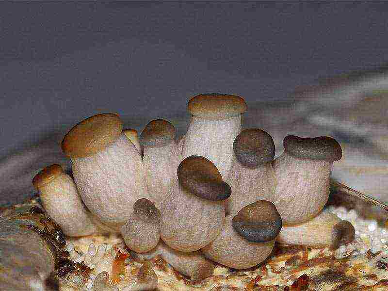 how to grow a porcini mushroom at home at home