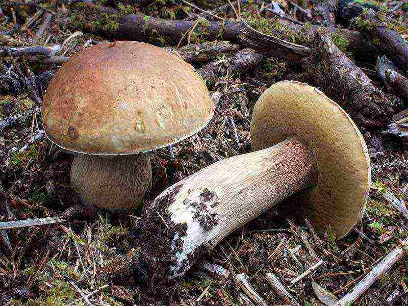 how to grow a porcini mushroom at home at home