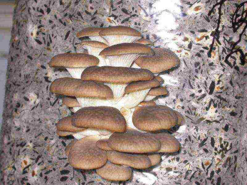 how and what mushrooms can be grown at home