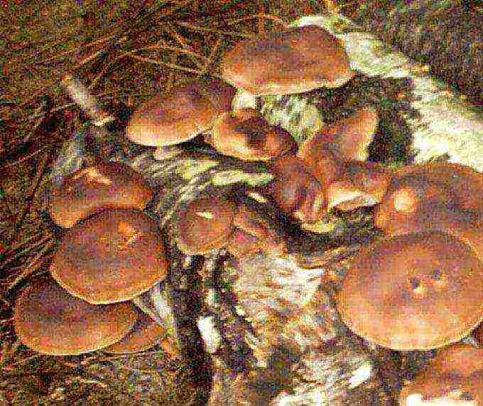 how you can grow porcini mushrooms at home