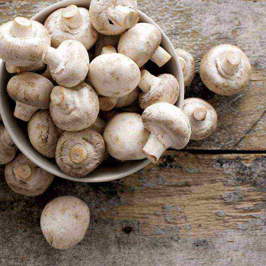 how you can grow mushrooms at home