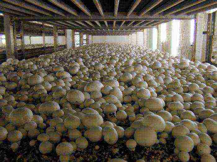 kako možete uzgajati gljive kod kuće