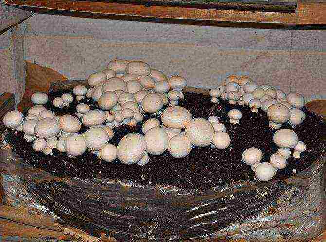 kako možete uzgajati gljive kod kuće