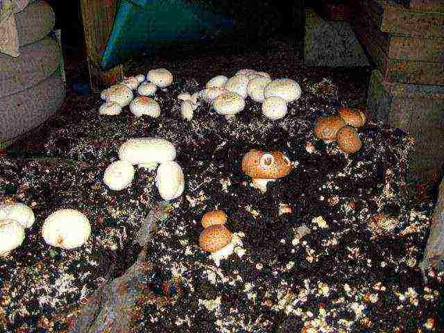 how you can grow mushrooms at home