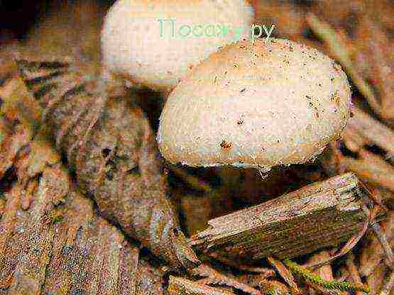 how to grow mushrooms on the balcony at home