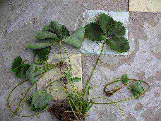 how to start growing strawberries at home