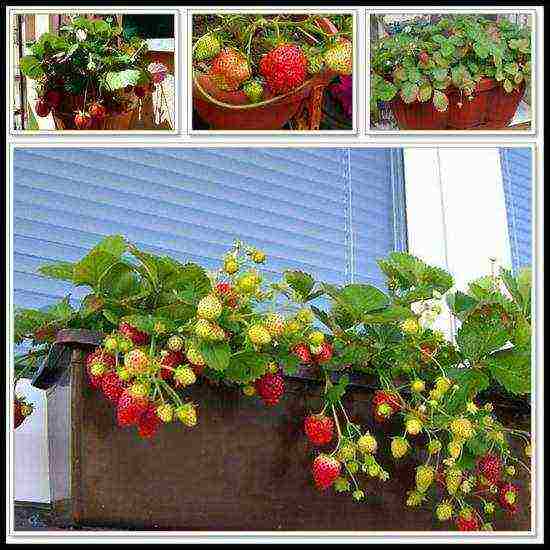 how to start growing strawberries at home