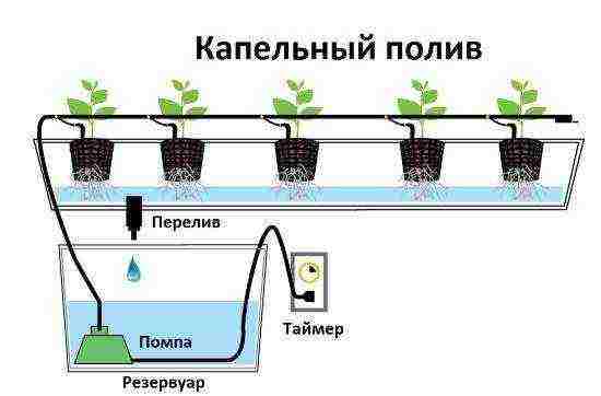 how to start growing strawberries at home